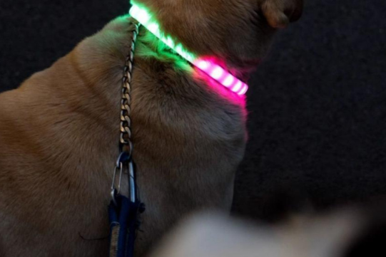 Obroża LED dla Psów | Spraw, aby Twój Pies Lśnił w Ciemności