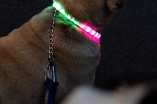 Obroża LED dla Psów | Spraw, aby Twój Pies Lśnił w Ciemności