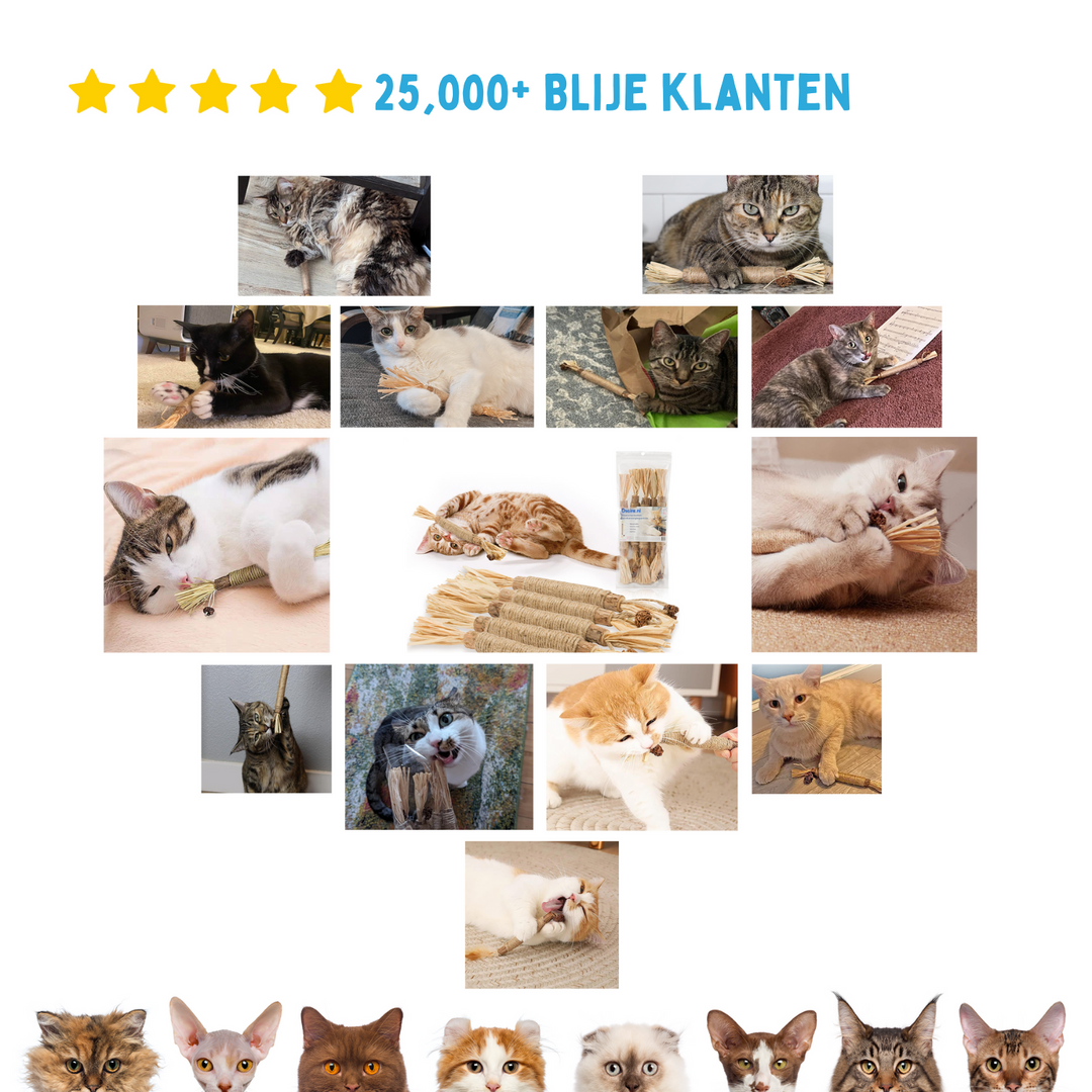 Naturalna Patyk Silvervine dla Kotów