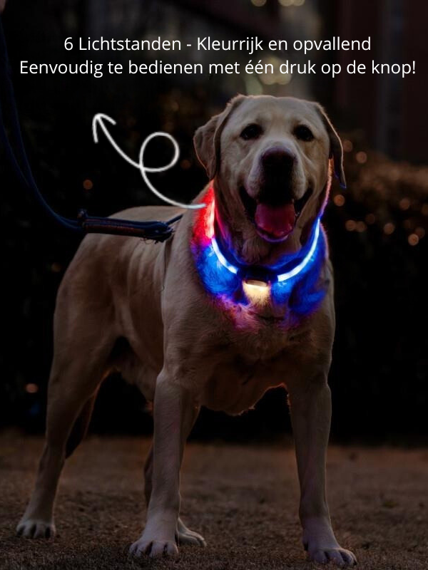 Obroża LED dla Psów | Spraw, aby Twój Pies Lśnił w Ciemności