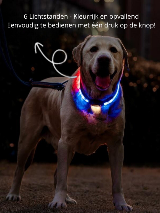 Obroża LED dla Psów | Spraw, aby Twój Pies Lśnił w Ciemności