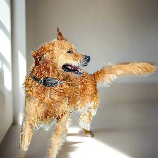 Elektroniczna Obroża Szkoleniowa dla Psów z Pilotem i Wieloma Trybami Szkoleniowymi