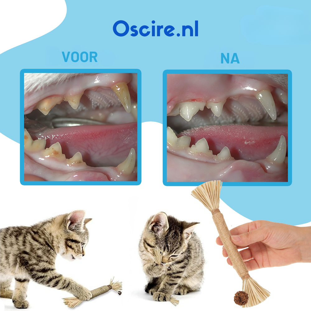 Naturalna Patyk Silvervine dla Kotów