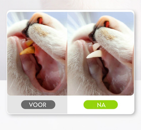 Naturalna Patyk Silvervine dla Kotów